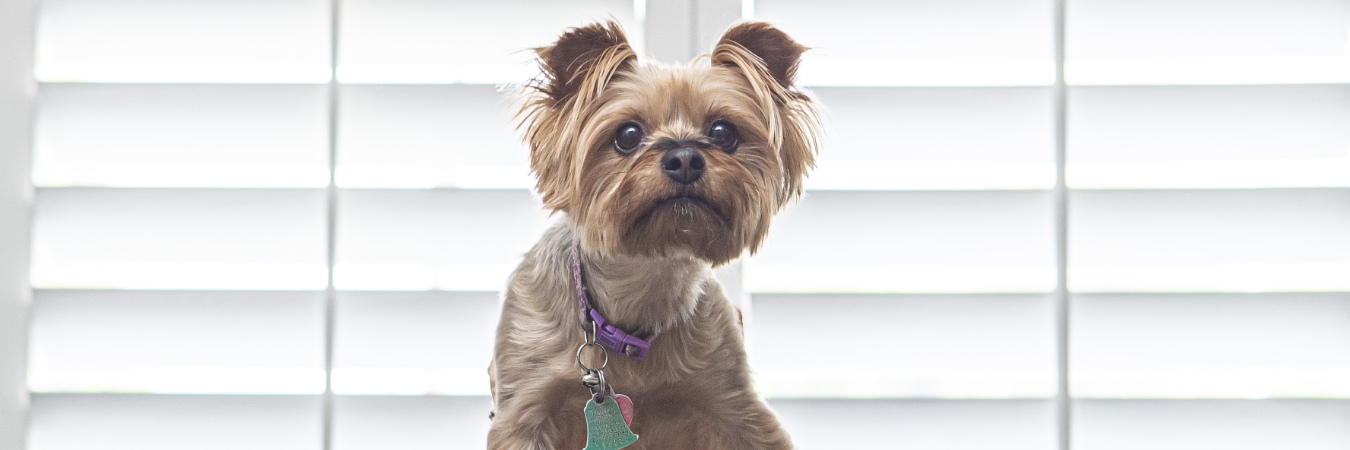 Dog in front of interior shutters in Las Vegas